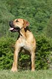 BOERBULL 084